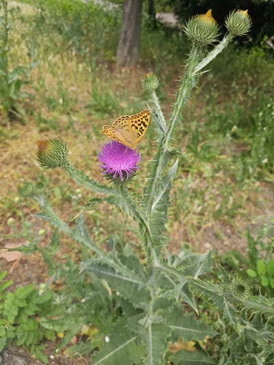 A close-up, eye-level shot captures a speckled orange butterfly with black markings perched on a bright purple thistle flower. The thistle plant has large, spiky green leaves and several closed buds with yellow tips. The background is blurred, showing a mix of dry grass and green foliage, suggesting an outdoor, possibly natural or semi-wild setting. The lighting is natural and appears to be daylight. The image was taken in Skadovsk, Ukraine.