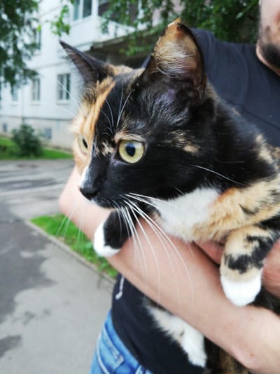 In Tosno, Russia, a tortoiseshell cat with a distinctive split face—one half ginger, the other black with orange and black patches—is held by a person wearing a black t-shirt and blue jeans. The cat's eyes are a striking yellow-green. The background shows a building with white siding and windows, trees, and a paved area that appears to be a sidewalk or road, suggesting an urban or suburban setting. The person's arms cradle the cat, indicating a moment of affection or transport.