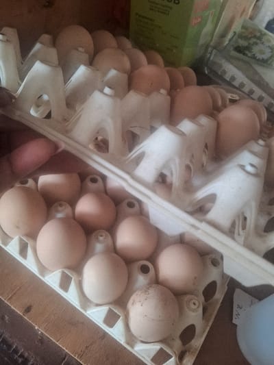 The image depicts an indoor scene in Muthambi ward, Kenya, featuring multiple light brown chicken eggs arranged within white plastic egg cartons. A total of approximately 30-40 eggs are visible across at least three cartons. A person's hand, exhibiting brown skin and short fingernails, is visible on the left, holding the edge of the foremost egg carton, which contains twelve eggs. Some eggs appear to have minor surface irregularities or dirt. The cartons rest on a wooden surface, identifiable by its grain pattern. In the background, a green cardboard box with partial text "DOB" and "Parameter" is visible, alongside a transparent plastic container featuring a white daisy pattern. To the lower right, a light blue plastic object and a piece of white paper with handwritten text are present on the wooden surface.
