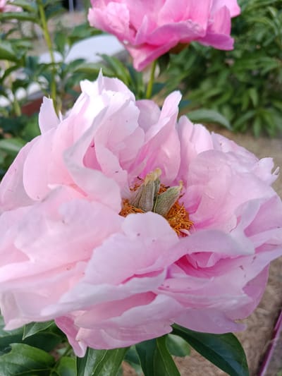 The image displays a close-up view of a light pink peony flower in full bloom, with delicate, ruffled petals. The center of the flower reveals fuzzy green pistils surrounded by golden-orange stamens. In the background, another pink peony is partially visible, along with green foliage and a hint of a blurred outdoor environment. The setting appears to be a garden, potentially in the city of Motyakovo, Russia, given the provided context, though specific urban features are not discernible. The lighting suggests it is daytime.