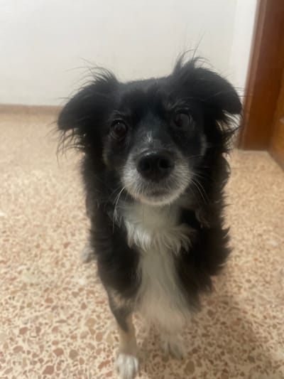 A black and white, medium-sized dog gazes upward with a curious expression. The dog has long, shaggy black fur and white markings on its chest and muzzle. The dog’s coat is thicker around the neck. The dog is standing on a speckled, neutral-toned floor. A cream-colored wall and the edge of a wooden doorframe are visible in the background. The dog appears to be indoors.