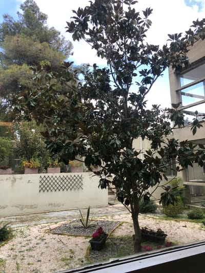 The image presents an outdoor garden or courtyard scene, viewed from a window, consistent with a setting in Agia Paraskevi, Greece. A large, leafy tree with dark green, glossy, broad leaves, characteristic of a Magnolia species, is the dominant subject, occupying much of the left and central frame. Its trunk is visible towards the bottom right, anchoring the tree as its branches and dense foliage spread upwards and across.
Above the tree, a modern building structure featuring concrete beams and glass panels is partially visible against a bright sky. The ground level of the courtyard below the tree is covered with light-colored gravel or pebbles.
On the right side of the image, within the gravel, a small, triangular garden bed outlined with stones hosts a spiky succulent plant, possibly an agave. Two black square planters containing vibrant pink flowers are placed on the gravel, one near the succulent and another further back. A light-colored wall with a dark, rectangular wooden trellis attached to it is visible in the mid-ground.
Beyond the immediate garden, in the background, a dense array of other green trees and foliage can be seen under a clear, bright sky. A white window frame partially borders the right edge of the image, indicating the viewer's vantage point.
The scene depicts a quiet, static daytime environment. No people or specific activities are present. The clear sky suggests fair weather. There is no visible text in the image.