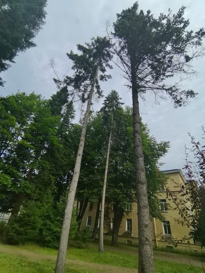 This is a low-angle shot looking up at tall trees and a yellow building in Zelenogorsk, Russia. In the foreground, a rough-barked tree trunk is prominent on the right, angled towards the viewer. Behind it, a lighter-barked, very tall, slender tree stands straight up. To the left of this tree, another tall, slender tree with a rougher texture is visible. Further left, a dense cluster of dark green trees, possibly fir trees, fills the mid-ground. Above these trees, the sky is overcast with a pale gray hue.
The building on the right is a multi-story structure with a bright yellow facade. It has multiple windows with white frames, some of which appear to have reflections. A darker, possibly brown trim runs along the base of the building. The building is partially obscured by the foliage of trees and branches from a darker, leafier tree in the immediate foreground on the right edge of the image.
The ground in the lower left of the image is covered in green grass and a path of light brown soil or gravel. The overall impression is a slightly overgrown, natural setting adjacent to an urban building. There are no people or animals visible in the image. The time of day appears to be daytime, given the ambient light, but the overcast sky prevents strong shadows.