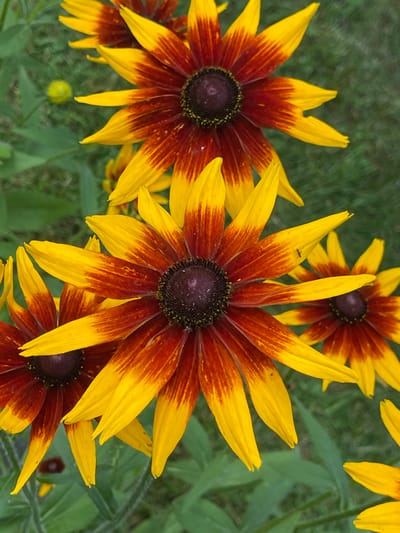 A close-up, top-down, vertical shot features a cluster of Black-Eyed Susans with dark centers and yellow petals edged in red. The flowers are in sharp focus, with the background a blur of green grass and foliage. One of the petals in the foreground has a small black ant walking on it. The image was captured in a natural setting, possibly a garden or meadow, in the vicinity of Калодзежскі сельскі Савет, Belarus.