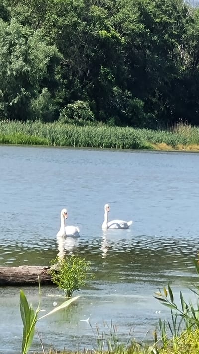 The image depicts a serene natural scene on a body of water, likely a lake or river, in Kholodnianske, Ukraine. Two white swans are swimming gracefully on the water's surface, with their reflections visible beneath them. The water is calm and reflects the clear blue sky. In the background, a dense line of green trees forms a natural boundary, with tall reeds or grasses growing along the water's edge. A partially submerged log is visible on the left side of the frame, partially covered by a small clump of green vegetation. The overall atmosphere is tranquil and idyllic.