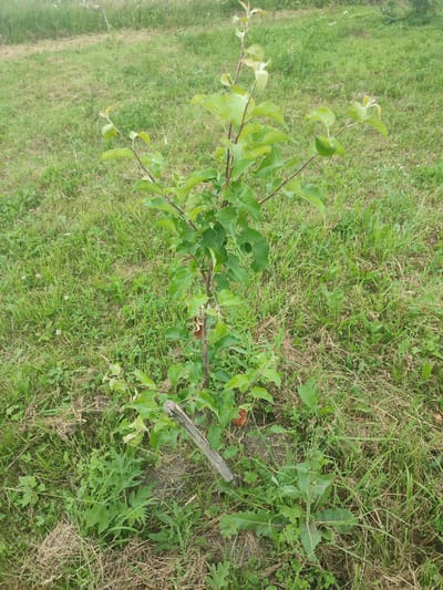 This media file is a vertical, eye-level shot of a young sapling, possibly an apple tree, in an outdoor setting. The sapling is the central subject, with its slender brown trunk branching out into numerous green leaves. Some of the leaves are lighter green, indicating new growth, while others are a darker shade. A wooden stake is supporting the sapling near its base, and some dry, brown leaves are visible on the trunk and around the base of the tree. The ground is covered in lush green grass, with patches of drier, straw-like grass interspersed. Some small white flowers are scattered in the grass, and there are other weeds and plants growing around the sapling. In the background, the grass continues, with faint hints of other plants and possibly a fence post visible in the distance. The lighting suggests it is daytime, likely a sunny or overcast day, with no strong shadows. The overall impression is of a young tree being cultivated in a natural, grassy environment. There is no visible text in the image. The location context provided is Eliukkasy, Russia, which implies a rural or suburban setting.
