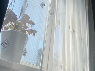 In Keŋeş, Kyrgyzstan, a sunlit window features a potted plant with deep red, heart-shaped leaves, possibly an Oxalis, resting on the windowsill. The plant is partially obscured by a sheer white curtain adorned with embroidered snowflake-like patterns. The curtain hangs to the right of the window, and through the sheer fabric, the light blue sky and faint outlines of trees can be seen. The window itself is covered by a patterned screen, adding another layer of texture to the scene.