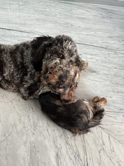 The image depicts a small, grey and brown dog lying on its back on a grey marble surface. The dog's head is angled towards the camera, and its paws are near its tail. The setting appears to be indoors, possibly a home. There is no additional information available to determine the location within Zapopan, Mexico.