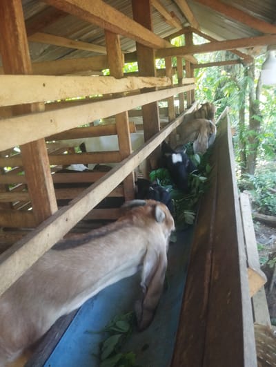 The image shows a group of goats eating from a long trough in a wooden enclosure. The enclosure appears to be a simple, rustic structure, likely a goat pen or barn, with a corrugated metal roof supported by wooden beams. The pen is open on one side, allowing a view of lush green foliage and trees, suggesting an outdoor setting in a tropical or subtropical environment.
The subjects are several goats. The closest goat in the foreground is light brown and appears to be facing away from the camera, towards the trough. Several other goats are visible in the middle ground, also gathered around the trough, eating green leafy material. Some of these goats are black and white, while others are shades of brown. The feeding activity is the main event depicted.
Notable details include the natural lighting, which suggests daytime, possibly morning or afternoon, given the brightness. The presence of dense greenery indicates a location with ample vegetation, consistent with a rural or natural setting. There is no visible text in the image. The overall scene conveys a sense of agricultural activity and the peaceful routine of farm animals. The wooden construction of the pen and the natural surroundings point to a location that is likely in a rural area of Mee, Indonesia, where such agricultural setups are common.
