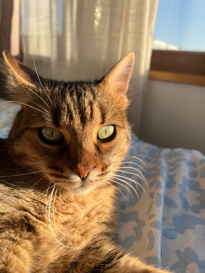 A close-up, angled shot depicts a brown tabby cat with striking green eyes lying down. The cat is positioned near a window with the sunlight casting a strong illumination across its face and fur. A light blue patterned fabric is visible behind the cat's head. The location, Beverwijk, Netherlands is not identifiable from this image.