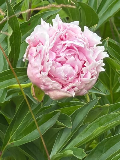 The image depicts a close-up, portrait-oriented photograph of a fully bloomed pink peony flower. The peony is characterized by its abundant, ruffled petals, which display a gradient of pink hues, from a soft blush to a deeper rose. Some of the petal edges are tinged with white, creating a delicate contrast. The flower is nestled amongst lush, dark green foliage, which forms a soft, blurred background. The leaves are large and ovate, with visible veins. A thin, brown stem or twig is visible vertically in the foreground, slightly off-center to the left. There is a hint of a green bud or sepal beneath the flower on the left side of the image. The lighting suggests an outdoor setting, possibly during daylight hours, with soft shadows. The image does not contain any people or buildings, and therefore no specific location within Petukhi, Russia can be determined from the visual information provided.