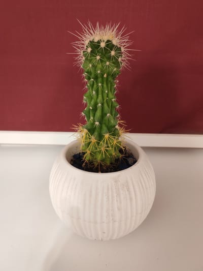 The image displays a potted cactus placed on a white surface. The cactus is green with numerous white and yellow spines and is housed in a white, ribbed pot. Behind the pot, a dark red surface forms the background, with a white horizontal line separating it from the white surface on which the pot rests. There are no people or animals present in the image. The scene is static and does not depict any action. The location in Tomsk, Russia cannot be determined from the provided image.