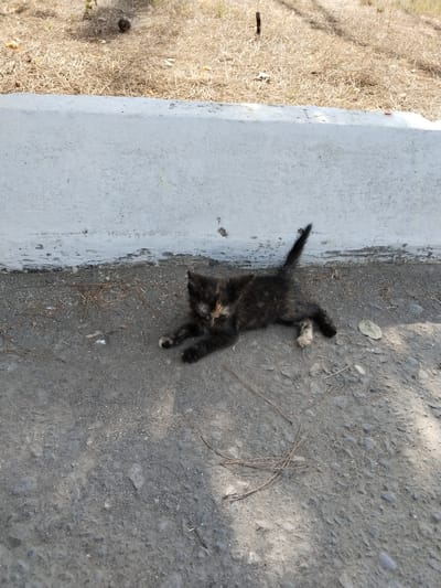 A tortoiseshell kitten with black, brown, and tan patches is lying on a gravelly surface next to a white concrete wall. The kitten is facing towards the left of the frame, with its paws extended and its tail raised. The background consists of dry, yellowed grass and some scattered debris. The scene appears to be outdoors, in an urban environment. Based on the provided context, this scene is located in Namangan City, Uzbekistan.