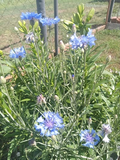 This is a photograph of several bright blue cornflowers (Centaurea cyanus) growing in a garden. The flowers have delicate, fringed petals and appear to be in various stages of bloom, with some fully open and others as buds. The leaves are long and slender, typical of the cornflower plant. In the background, there is green foliage and a hint of a fence and some bricks, suggesting an outdoor setting. The lighting indicates it is daytime, with the sun casting shadows. The overall impression is one of natural beauty and a sunny day in a garden, possibly in a rural or suburban area. There is no visible text in the image.