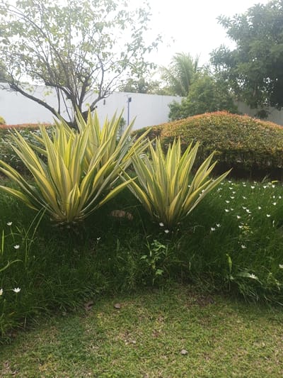 Two large variegated agave plants dominate the foreground, surrounded by green grass and small white flowers. Behind them, a neatly trimmed, round shrub provides a contrasting texture. A white wall forms the backdrop, partially obscured by branches of a bare tree on the left and green foliage on the right. The sky is overcast, creating a soft, diffused light.