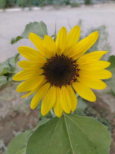 A close-up, top-down view of a single sunflower is presented, set against a blurred background of what appears to be an outdoor environment. The sunflower's vibrant yellow petals radiate outwards from a dark, textured center, revealing intricate patterns of seeds and pollen. The leaves of the sunflower are a deep green, with visible veins and a slightly fuzzy texture. The background is indistinct, suggesting a natural setting within the city of Baikonur, Kazakhstan, possibly a garden or a park area. No people or animals are visible in the image.
