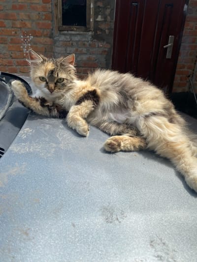 A fluffy tortoiseshell cat is lying on its side on a dusty, grey surface, possibly the hood of a car. The cat is looking directly at the camera with green eyes. Its fur is a mix of brown, black, and white. To the left of the cat, a brick wall with a small window can be seen. To the right, a dark red door with a silver handle is visible. The environment suggests an outdoor setting in a rural or semi-urban area, consistent with the location of Kisliakovskaya, Russia. The lighting indicates it is daytime.
