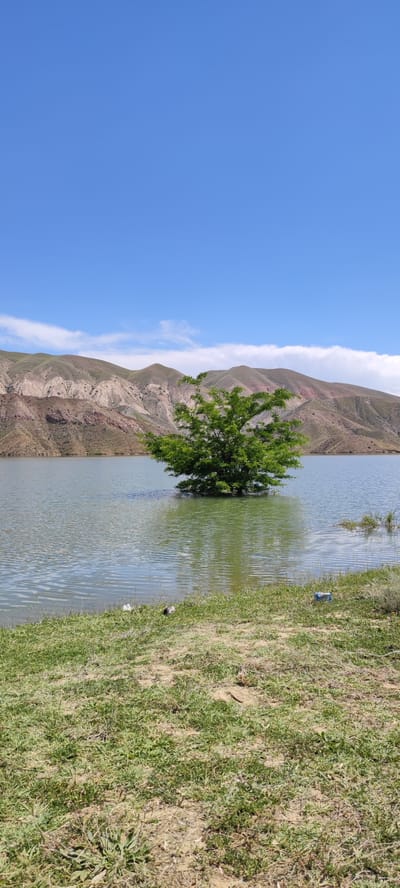 A lone green tree stands in the middle of a calm body of water, its branches reaching upwards towards a clear blue sky dotted with sparse white clouds. The water's surface is gently rippled, reflecting the muted colors of the surrounding landscape. In the background, a range of barren, undulating hills stretches across the horizon, their slopes displaying a mix of earthy tones and reddish-brown hues. The foreground is a grassy embankment, sparsely covered with green vegetation and dry patches of earth. Two discarded plastic bottles and a small piece of debris are visible on the grass near the water's edge. The scene appears to be a natural landscape, possibly a reservoir or a lake, located in the vicinity of Lanjazat, Armenia, given the geological formations and the arid vegetation characteristic of the region. There are no people or animals visible in the image.