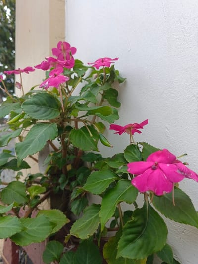 A vibrant pink flower, characterized by five petals, stands prominently near the lower right corner. Lush green leaves surround the blossoms, creating a textured foreground. The plant grows in front of a light-colored wall, which serves as a simple backdrop. Additional pink blooms are scattered throughout the foliage, creating a lively and colorful display.