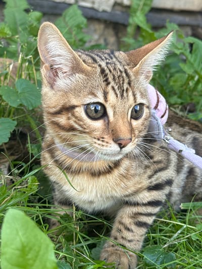 A close-up, eye-level shot captures a young Bengal cat with striking green eyes and distinct spotted tabby markings. The cat is outdoors, nestled amongst lush green grass and foliage, with a blurred, grey stone wall in the background. A light purple harness with a pink accent is visible around the cat's neck. The cat is looking to the right, with its ears alert and its whiskers fanned out. The lighting suggests it is daytime, with natural light illuminating the scene. The image is sharp and detailed, focusing on the cat's facial features and fur texture. There are no people or other animals visible in the frame.