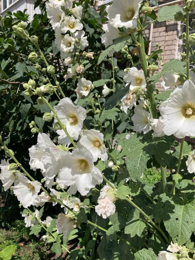 This image showcases a cluster of white hollyhock flowers in full bloom, set against a backdrop of lush green foliage. The flowers, with their delicate, ruffled petals and prominent yellow stamens, are the primary subjects. Some of the blooms are fully open, while others are still in bud or partially unfurled, creating a sense of natural progression. The stems are thick and green, supporting the weight of the blossoms.

The setting appears to be a garden or a natural outdoor environment, likely during daytime given the bright sunlight casting distinct shadows on the leaves and flowers. The sunlight highlights the texture of the petals and the veins on the large, serrated leaves of the hollyhock plants. In the upper left corner, a hint of a brick wall and a white lattice fence suggests a residential area or a cultivated garden space. The overall mood is one of natural beauty and tranquility.

The image does not contain any visible text. The focus is entirely on the botanical subjects, emphasizing their form and color in the natural light. The details visible, such as the buds, the open flowers, and the surrounding leaves, contribute to a comprehensive view of the hollyhock plants in their growing season.
