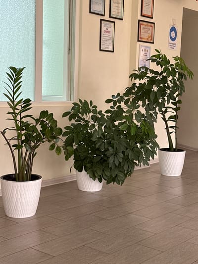 In an indoor hallway, likely at the Taraz city administration building in Kazakhstan, two potted plants stand on a tiled floor. To the left, a tall, slender ZZ plant with glossy, dark green leaves emerges from a white patterned pot. To the right, a large Schefflera plant, also in a white patterned pot, dominates the space with its abundant, umbrella-like clusters of dark green leaves. The walls are a neutral beige, adorned with framed certificates and a sign with a mask icon and Russian text, indicating a mask-wearing requirement. A window with frosted glass is visible on the left side of the frame. The lighting is ambient, suggesting an office or administrative environment. There are no people visible in the image.