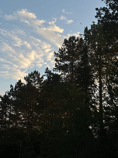 The image shows a view of tall pine trees against a sky with scattered clouds and a bird in flight. The lower portion of the image is dominated by the dark silhouettes of the trees, with their branches and needles creating a dense canopy. The sky above is a light blue with streaks of white and yellow clouds, suggesting either dawn or dusk. A small black bird is visible in the upper portion of the sky, in silhouette against the clouds. No people or man-made structures are clearly identifiable within the frame, except for what appears to be a very faint utility pole at the far left edge of the image, near the bottom. The image is likely taken outdoors in a natural setting.