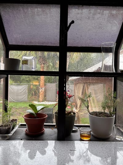 An interior shot taken from a windowsill shows a view of a rainy day outside in Tampa, Florida. The window itself is divided into two panes by a dark frame. The top pane is covered by a privacy screen with horizontal lines. The bottom pane shows water droplets on the glass, obscuring the view of a backyard with palm trees, a covered patio area, and what appears to be laundry hanging on a clothesline.

On the windowsill in the foreground, there are several potted plants, including a fiddle-leaf fig in a terracotta pot and a feathery plant in a white pot. A small glass jar containing a yellow liquid, possibly honey, sits between two of the plants. There are also some other items on the windowsill, including a grey planter and a clear mug with a label that reads "STARBUCKS." A decorative wind chime with crescent moon and crystal elements hangs from the window frame on the left side.

The foreground surface is a speckled, light-colored countertop, reflecting the light and the objects on the windowsill. The overall impression is one of a cozy, indoor space observing the wet weather outside.