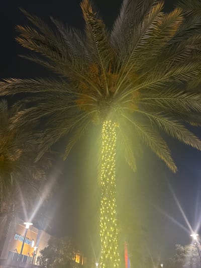The image shows a view looking up through palm trees towards a building with the sign "CITTA DELLA." Strings of lights are stretched between the trees and the building. The location is Dania Beach, Florida, USA.