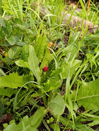 In Tugulym, Russia, amidst lush green foliage and tall grasses, a single, ripe wild strawberry, bright red in color, rests among the leaves of a plant. The strawberry is small and round, with visible seeds on its surface. The surrounding vegetation is dense, with various types of leaves, some serrated and others smoother. The ground beneath is visible in some areas, appearing to be dark soil. The scene is outdoors, likely in a natural or semi-natural setting, suggesting a moment captured in the Russian countryside. There are no people or animals present in the image. The lighting suggests it is daytime.