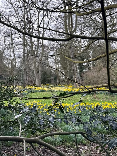 The image depicts an outdoor landscape in North Norfolk, United Kingdom, during daylight under an overcast sky, characteristic of early spring. The foreground features a dense network of bare, light brown to grey deciduous tree branches, partially obscured by dark green holly leaves with serrated edges. The ground immediately beneath shows brown leaf litter and emerging green shoots. The midground presents a expansive field of vibrant green grass heavily populated with blooming daffodils, predominantly bright yellow, with some lighter yellow specimens. In the background, a dense line of tall, bare deciduous trees rises against a light grey sky. Within this tree line, a dark, cylindrical structure, approximately 2-3 meters in height, is visible on the left side, with a smaller, darker, rectangular structure positioned further right. Patches of evergreen foliage are interspersed among the bare trees. No human figures or animals are present, and no actions or interactions are depicted.