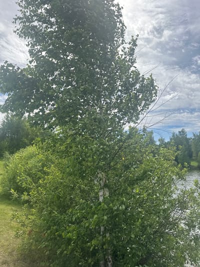 The image shows a close-up of several trees with lush green leaves against a partially cloudy blue sky. The perspective is from below, looking upwards into the canopy. On the right side of the frame, a body of water is visible, appearing calm with reflections of the trees and sky. The trees are dense with foliage, and some bare branches are also visible, particularly on the tree towards the left. The lighting suggests it is daytime, with the sun filtering through the leaves, creating bright spots and dappled shade. The scene appears to be a natural outdoor setting, likely a park, forest edge, or waterside area, given the presence of trees and water. The overall mood is serene and natural. There is no visible text in the image.
