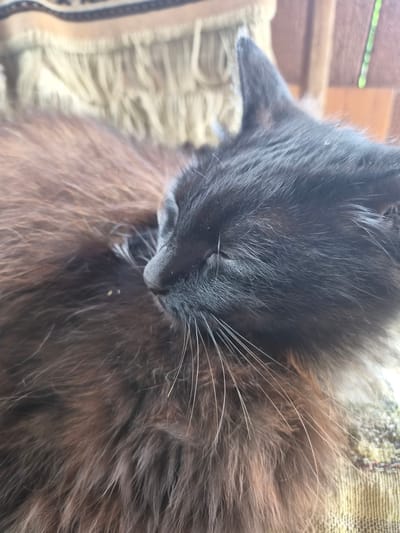 A black, long-haired cat is sleeping on a textured surface, possibly a chair or couch, in Novosisoevka, Russia. The cat's eyes are closed, and its head is resting down. The fur of the cat is predominantly black, with some brown undertones visible, particularly on its back. The background consists of a woven material with fringe. The lighting suggests it is daytime, with soft natural light illuminating the scene. There are no people or other animals visible in the image. The overall impression is one of a peaceful, domestic setting.