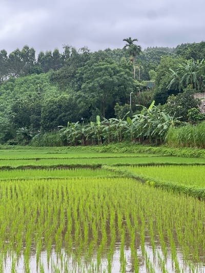 The image captures a lush, terraced rice paddy field in Tân Thanh Commune, Vietnam, under an overcast sky. The foreground is dominated by vibrant green rice stalks emerging from shallow, reflective water. The paddies are meticulously arranged in horizontal layers, separated by earthen bunds covered in grass. In the midground, a line of banana trees with their broad leaves stands prominently, interspersed with taller grasses and other dense vegetation. Behind the banana trees, the landscape ascends into a verdant hillside covered in a mix of deciduous trees, with a few taller palm trees scattered amongst them. The background shows a dense, tree-covered mountain range receding into the misty, grey sky. A single, pale blue structure is visible on the hillside, partially obscured by trees. The overall impression is one of a thriving agricultural landscape in a tropical environment.