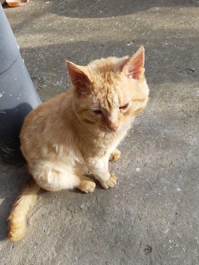 An orange tabby cat is sitting on a gray concrete surface. A dark gray pipe is positioned adjacent to the cat. The location is Хаджийско, Bulgaria.