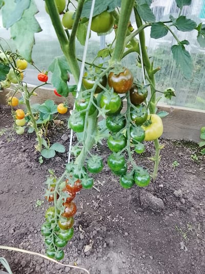 A close-up shot captures a cluster of ripening tomatoes growing on a vine in a greenhouse. The tomatoes are in various stages of development, with some a vibrant green, others a yellowish-green, and a few beginning to turn reddish-brown. Some of the red tomatoes show signs of cracking or damage. The vine is supported by white twine, and the plant's leaves are a deep green. In the background, the translucent walls of the greenhouse are visible, along with some wooden structures. The ground beneath the plants is dark, loamy soil, with a few small green shoots emerging. The overall scene suggests a home garden or small-scale agricultural setting. The image is well-lit, indicating daytime conditions. There is no visible text in the image.
