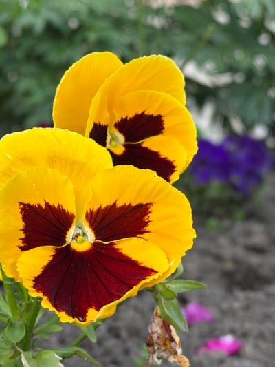 This is a close-up, eye-level photograph of two yellow pansies with dark maroon centers, set against a blurred background of green foliage and gray soil. The pansies are the primary subjects, with their velvety petals clearly defined. The one on the left is more fully open, revealing its detailed maroon markings radiating from the center. The second pansy, slightly to the right and behind, is also open but appears slightly smaller and less in focus. Green stems and leaves are visible around the flowers, some appearing wilted and dry. In the background, out of focus, are hints of other colors, including soft pink and vibrant purple, suggesting other flowers in the vicinity. The lighting suggests it is daytime, likely sunny given the brightness of the petals, though the overall mood is natural and serene. The location is identified as Michurinsky, Russia, implying a garden or outdoor setting. There is no visible text in the image. The focus on the flowers creates an intimate and delicate portrayal of nature.