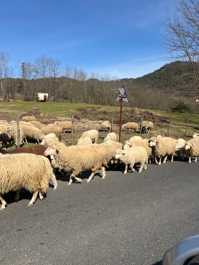 A flock of approximately 30-40 sheep is observed traversing a dark asphalt road and an adjacent grassy field under a clear blue sky in Byal Izvor, Bulgaria. The sheep are primarily off-white to cream-colored with thick wool, with a few individuals exhibiting darker brown wool. They vary in size, indicating a mix of adult sheep and lambs.

In the mid-ground, a weathered triangular road sign with a dark face and light border is mounted on a rust-colored pole. To the left of the road, the ground is a mix of green grass and patches of dark, disturbed earth or mud. Further back, bare deciduous trees stand alongside a metal utility pole structure. A white and red cylindrical container or trailer is visible in the distance within a grassy field. The background features tree-covered hills and mountains under a bright, cloudless sky. Part of a silver vehicle trim is visible in the bottom right corner, indicating the image was captured from inside a vehicle. The scene is illuminated by direct sunlight, characteristic of daytime.