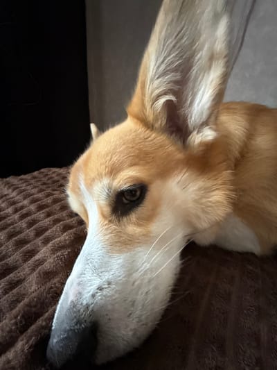 A close-up, upside-down image shows the head of a corgi dog resting on a brown textured surface. The dog has a tan and white coat, with a prominent ear on the left and a white muzzle extending towards the bottom right corner. The background on the left side of the image is darker, contrasting with the light fur of the dog. The scene lacks identifiable geographical information, so the location in Borzya, Russia, cannot be confirmed.