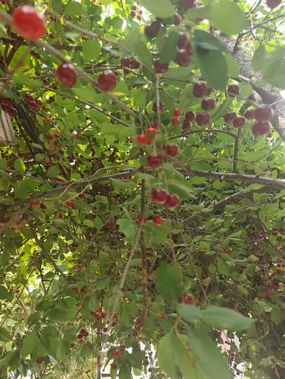 This is a low-angle, close-up, vertical-orientation photograph of a cherry tree heavily laden with ripe, red cherries and green leaves. The cherries are clustered on branches, some in sharp focus and others blurred due to the depth of field. The bark of the tree is visible, with a rough texture. The background consists of more foliage and branches, with bright sunlight filtering through, creating a dappled lighting effect. The image appears to have been taken outdoors. The location is stated to be in the city of Panjakent, Tajikistan. No people are visible in the image.