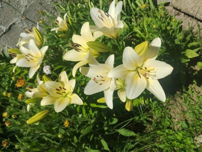 A cluster of pale yellow lilies is in full bloom in a garden bed. The flowers are open, revealing delicate petals and dark stamens. Several buds are also visible, some beginning to unfurl. The lilies are surrounded by lush green foliage and grass. In the background, a textured concrete surface and a patch of dry, grey ground are visible. The lighting suggests a bright, sunny day. This scene is located in Kocherinovo, Bulgaria.