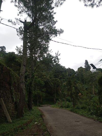 The scene depicts a narrow, dark asphalt road winding gently uphill through a densely vegetated, semi-rural environment. The location is consistent with an area such as Hasanparthy mandal, India.

To the left, a stone-faced retaining wall, partially obscured by green vegetation, follows the curve of the road. Two light grey concrete posts lean vertically against the base of this wall. Adjacent to the wall, several tall, slender trees, resembling pines, rise into an overcast, light grey sky. One prominent tree on the left features a distinctive horizontally cut branch stump. Above these trees, dark utility lines are strung across the frame.

The right side of the road is bordered by dense green foliage and numerous trees, some appearing to be broadleaf and others coniferous, extending significantly up a sloping terrain. Further to the right and in the mid-ground, a dark, modern street light with a visible solar panel is mounted on a pole, extending above the treeline. The overall environment is characterized by lush greenery and a subdued, natural light from the overcast sky. No individuals, vehicles, or specific actions are discernible within the frame.
