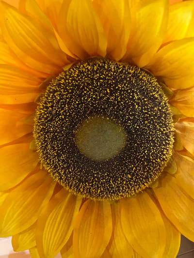 The image is a close-up of a sunflower. The flower has bright yellow petals surrounding a dark, textured center. The center has a gradient from dark brown/black towards the outer edge to a green color closer to the center. Small yellow specks are scattered across the dark part of the center. There are no people in the image. The location is not identifiable from the image.