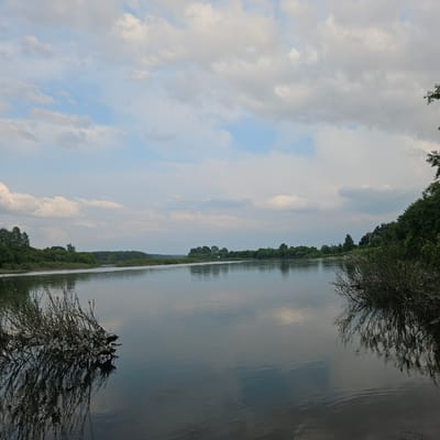 The image depicts a wide, calm river flowing through a landscape. The sky is partly cloudy with white and gray clouds against a pale blue background. On the far bank of the river, there is a dense line of green trees and vegetation. In the foreground, on the left side of the image, a tangle of dry branches, partially submerged in the water, creates a striking silhouette with its reflection. On the right side, more dense green foliage lines the bank, with some branches extending over the water. The water's surface is smooth, reflecting the sky and the surrounding greenery. The scene appears to be an outdoor natural environment, likely during the daytime. There are no people or animals visible. The location is identified as Pugachi, Russia.