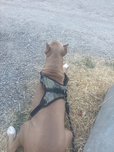 A medium shot captures a tan pit bull wearing a camouflage harness with the word "AMERICAN" prominently displayed. The dog is facing left, with its head slightly turned upwards, revealing a portion of its face and an alert ear. Its body is positioned on a patch of dry, straw-like grass, adjacent to a gravelly surface. A concrete structure is visible in the upper right portion of the frame. The harness has black straps and metal buckles, and text is visible on the camouflage fabric, including "AMERICAN" and "HICAN," along with other words that are partially obscured or illegible. The scene appears to be outdoors, likely during daylight, given the lighting. The ground is composed of grey gravel and dry grass, suggesting a somewhat arid environment. The overall impression is of a dog in a natural outdoor setting, possibly on a walk or resting. The visible text on the harness suggests a theme of patriotism or origin.