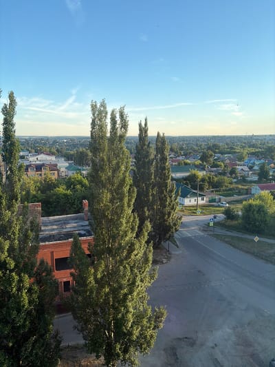 The image captures a residential area in Skopin, Russia, under a clear blue sky with sparse, wispy clouds. In the foreground, tall, slender trees with lush green foliage dominate the left side of the frame and extend into the middle. To the right of the trees, an unfinished brick building with visible window frames is present.

A paved road runs through the scene, intersecting a pedestrian crossing marked with white stripes. Road signs are visible, including a yellow diamond-shaped sign with a black border and a black symbol, as well as a circular sign with a red border and a blue symbol. A white car is parked on the right side of the road, near a small white house with a green roof. Numerous other houses with various colored roofs and surrounded by trees are scattered throughout the middle and background of the image, indicating a suburban or small-town environment. The overall scene is one of a quiet, sunlit day in a Russian town.