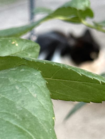 An out-of-focus, close-up shot shows a black cat partially visible behind a green leaf in Piatykhatky, Ukraine. The cat appears to be lying down, with its head and part of its body visible. The leaf in the foreground is detailed, with serrated edges. The background is blurred, showing a neutral-colored surface, possibly concrete or pavement.