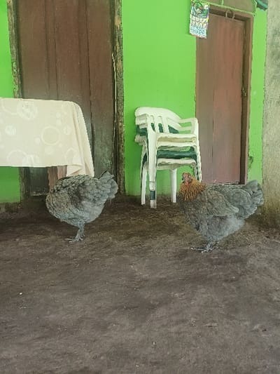 This image depicts an outdoor or semi-enclosed area in Cotorra, Colombia. The ground is composed of dark, packed earth. Two chickens are present: one grey-blue feathered fowl stands on the left, oriented towards the right, with its head lowered. A second chicken, with grey-blue body plumage and distinct rusty-orange/brown feathers on its head and neck, displaying a red comb and wattles, stands on the right, oriented towards the left. The background features a solid green-painted wall with two dark brown wooden doors, appearing aged and weathered. To the far left, a portion of a table covered with a light-colored tablecloth patterned with white circles is visible. Centered on the right side of the frame, a stack of four plastic chairs rests against the green wall; the top two chairs are white, and the bottom two are darker in color. A small, colorful graphic, possibly a calendar or poster, is affixed to the green wall above the rightmost door. No human subjects are visible.