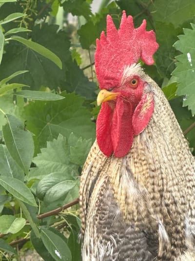 A close-up, waist-up shot captures a rooster's head and chest against a backdrop of green foliage. The rooster's comb is a vibrant red, its wattles are also red and pendulous, and its beak is yellow. Its eye is visible and appears to be yellow with a black pupil. The rooster's feathers are a mix of brown, white, and black, with a textured appearance. The foliage behind the rooster is lush and green, with visible leaves and branches. The scene appears to be outdoors, possibly in a rural or garden setting in Shcherbanka, Ukraine. No people are present in the image.