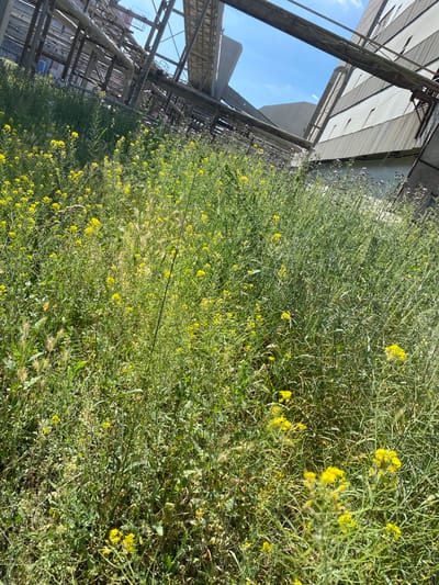 The image shows a dense field of green vegetation with small yellow flowers, growing next to an industrial-looking structure with a translucent roof and metal supports. The structure appears to be a greenhouse or a similar agricultural facility. The sky is visible through the roof, and it appears to be a clear, sunny day. The vegetation is tall and wild, suggesting it might be an overgrown area or a field that has not been recently maintained. There are no people visible in the image. The image is oriented vertically, with the field of flowers occupying the right side and the structure on the left. The lighting suggests it is daytime. The location context provided is "Police, Poland," which might indicate this is a scene from that area.